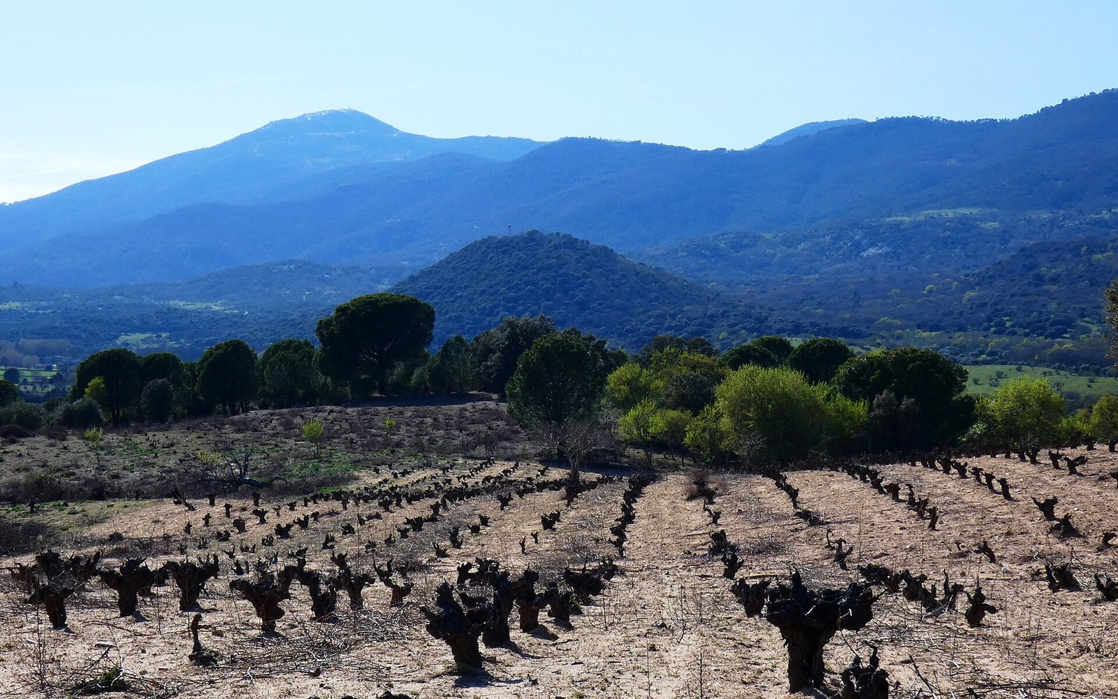 Viñedo de cepas viejas en San Martín de Valdeiglesias con la sierra al fondo